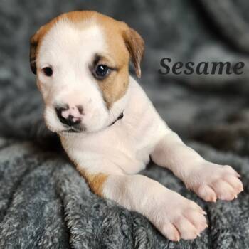 Rescue Mixed Breed Dogs for Adoption in Fairfax Station, Virginia - Sesame | PetCurious