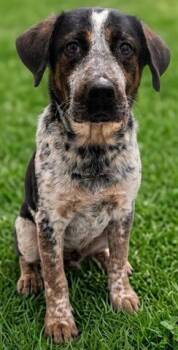 RANCH -  Australian Cattle Dog Blue Heeler and Mixed Breed Dog for Adoption in Akron, Ohio - RANCH | PetCurious