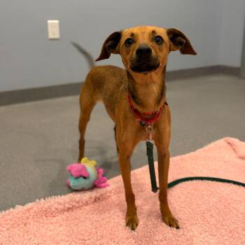 Mixed Breed Dogs Available for Adoption in Canal Winchester, Ohio - Biscuit | PetCurious