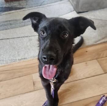 Black Labrador Retriever and Labrador Retriever Dogs Available for Adoption in Sharon, Connecticut - Max | PetCurious