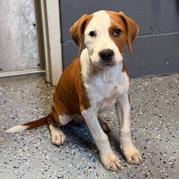 Major -  Hound and Mixed Breed Dog for Adoption in Tuscaloosa, Alabama - Major | PetCurious