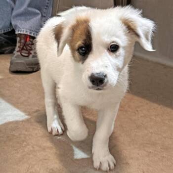 Nugget -  Mixed Breed Dog for Adoption in Hailey, Idaho - Nugget | PetCurious