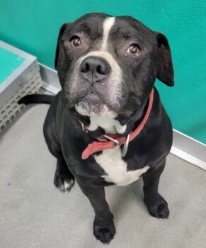 Rescue American Staffordshire Terrier Dogs for Adoption in Tulare, California - Big Boy Aka Dada | PetCurious