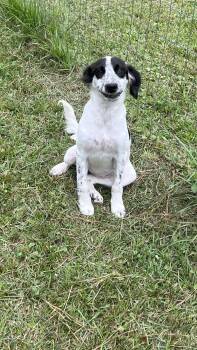 JayCe -  Mixed Breed Dog for Adoption in Medfield, Massachusetts - JayCe | PetCurious