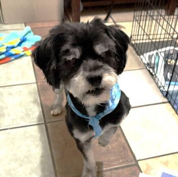 Meeko -  Shih Tzu Dog for Adoption in Canutillo, Texas - Meeko | PetCurious