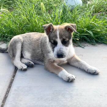 Shepherd and Mixed Breed Dogs Available for Adoption in Flagstaff, Arizona - Lip | PetCurious