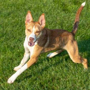 BANANARAMA -  Australian Cattle Dog Blue Heeler and Mixed Breed Dog for Adoption in St. Louis, Missouri - BANANARAMA | PetCurious