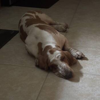 Yoni -  Basset Hound Dog for Adoption in Auburndale, Florida - Yoni | PetCurious