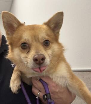 Pomeranian and Chihuahua Dogs Available for Adoption in Columbia, Tennessee - Skitt | PetCurious