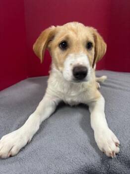 Edwina -  Anatolian Shepherd and Mixed Breed Dog for Adoption in Hawk Point, Missouri - Edwina | PetCurious