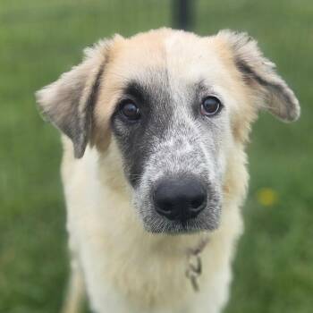 Great Pyrenees and German Shepherd Dog Dogs Available for Adoption in De Soto, Kansas - Benny | PetCurious