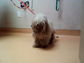 Poodle Dogs Available for Adoption - BEAST | PetCurious