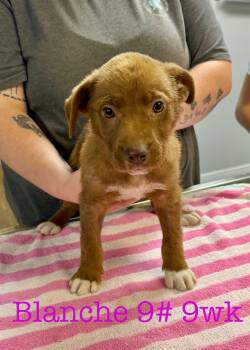 Labrador Retriever and Terrier Dogs Available for Adoption in Semmes, Alabama - Blanche | PetCurious