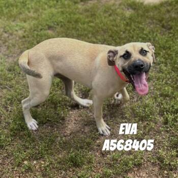 EVA -  Pit Bull Terrier and German Shorthaired Pointer Dog Available for Adoption - EVA | PetCurious