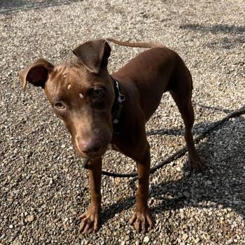 Django -  Mixed Breed Dog for Adoption in Fairport, New York - Django | PetCurious