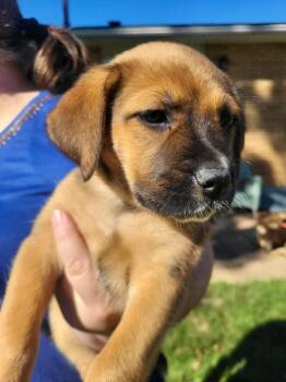 Summer -  Australian Cattle Dog Blue Heeler and Mastiff Dog for Adoption in Pottstown, Pennsylvania - Summer | PetCurious
