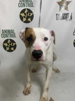 American Bulldog and Mixed Breed Dogs Available for Adoption in Winter Haven, Florida - SISU | PetCurious