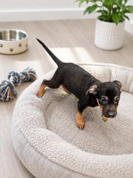 Douglas -  Mixed Breed Dog for Adoption in New Orleans, Louisiana - Douglas | PetCurious