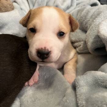 Rescue Labrador Retriever Dogs for Adoption in Austin, Texas - Yuki | PetCurious