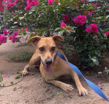 Ballita -  Black Mouth Cur and Labrador Retriever Dog for Adoption in Ramona, California - Ballita | PetCurious