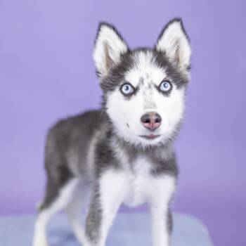 Sapphire -  Husky and Pomeranian Dog for Adoption in Portland, Oregon - Sapphire | PetCurious
