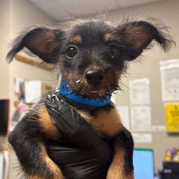 Salvatore -  Mixed Breed Dog for Adoption in Yuma, Arizona - Salvatore | PetCurious