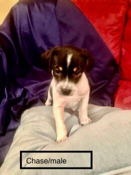 Mixed Breed Dogs Available for Adoption in Taycheedah, Wisconsin - Chase | PetCurious
