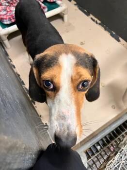 Rescue Hound Dogs for Adoption in Mineral, Virginia - Bug | PetCurious