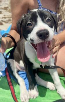 Fantom * -  Labrador Retriever and Terrier Dog for Adoption in West Palm Beach, Florida - Fantom * | PetCurious