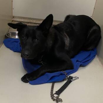 Tyke -  German Shepherd Dog and Belgian Shepherd Malinois Dog for Adoption in Westminster, California - Tyke | PetCurious