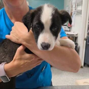 Cotton -  Mixed Breed Dog for Adoption in Fredericksburg, Virginia - Cotton | PetCurious