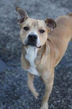 Pit Bull Terrier and Mixed Breed Dogs Available for Adoption in Dyersburg, Tennessee - Tyrone | PetCurious