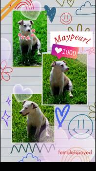 Maypearl WV14370-T -  Jack Russell Terrier and Rat Terrier Dog for Adoption in Missouri City, Texas - Maypearl WV14370-T | PetCurious