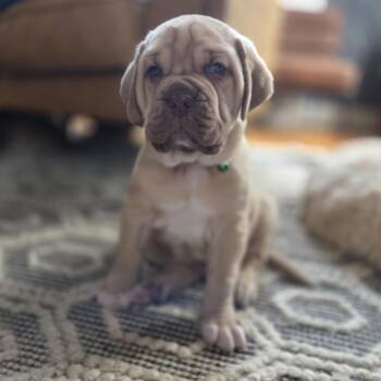 Mastiff Dogs Available for Adoption - Rigatoni | PetCurious