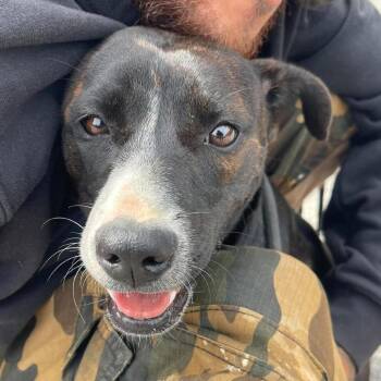 Kiwana -  Mixed Breed Dog for Adoption in Huntington, West Virginia - Kiwana | PetCurious