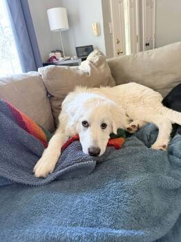 Stiles -  Great Pyrenees Dog for Adoption in Eugene, Oregon - Stiles | PetCurious