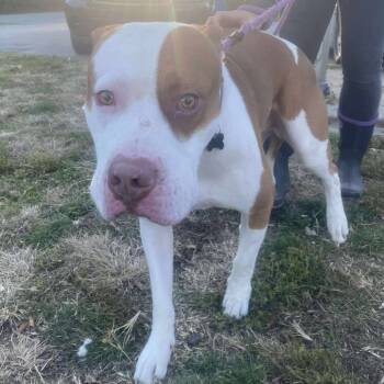 Rescue Mixed Breed Dogs for Adoption in Huntington, West Virginia - Yam Stray Hold 11/22 | PetCurious