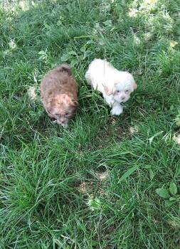 Puppies -  Shih Tzu and Poodle Dog for Adoption in Staatsburg, New York - Puppies | PetCurious