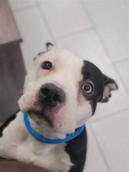 Mixed Breed Dogs Available for Adoption in Largo, Florida - Bella | PetCurious