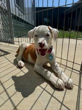 MYLONITE -  Terrier Dog for Adoption in Leesburg, Virginia - MYLONITE | PetCurious