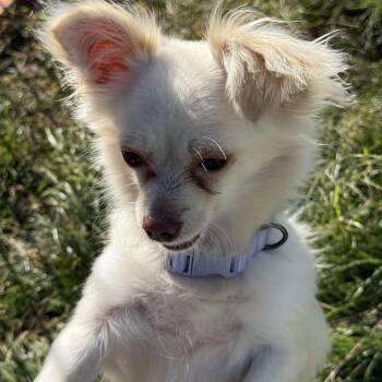 Rescue Chihuahua Dogs for Adoption in Modesto, California - Princess | PetCurious