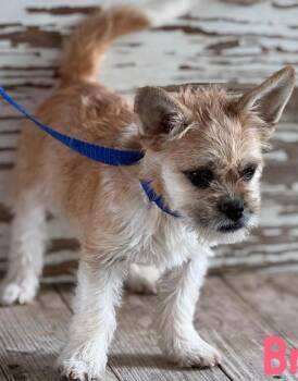 Cairn Terrier Dogs Available for Adoption in Carrollton, Texas - Bria | PetCurious