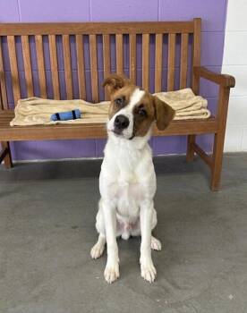 **JARVIS** -  Labrador Retriever and Spaniel Dog for Adoption in North Prairie, Wisconsin - **JARVIS** | PetCurious