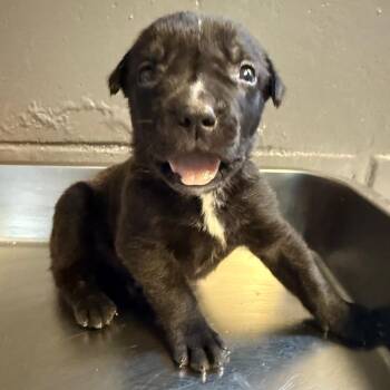 Anna -  Pug and Terrier Dog for Adoption in Tuscaloosa, Alabama - Anna | PetCurious