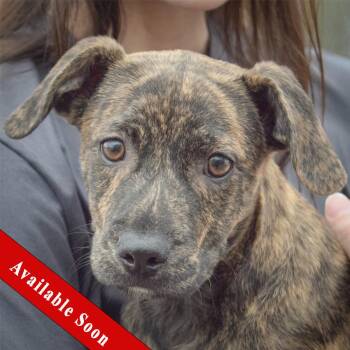 Schnauzer and Labrador Retriever Dogs Available for Adoption in Huntley, Illinois - Eeyore | PetCurious