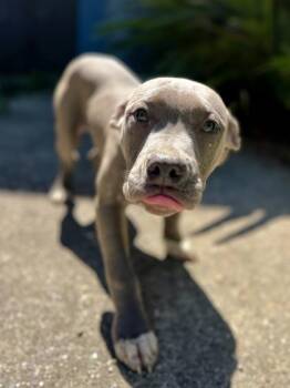 Pit Bull Terrier and Mixed Breed Dogs Available for Adoption in New Orleans, Louisiana - Tate | PetCurious