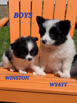 Pomapoo and Border Collie Dogs Available for Adoption in Armada, Michigan - Winston And Wyatt | PetCurious