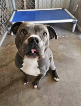 Rescue Pit Bull Terrier Dogs for Adoption in El Centro, California - Shania | PetCurious