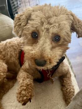 Miniature Poodle Dogs Available for Adoption - Jasper | PetCurious