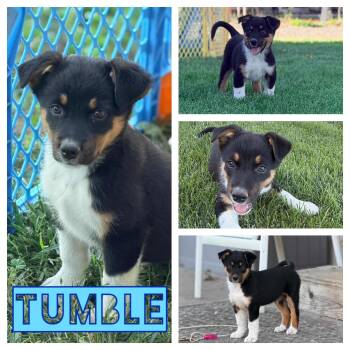 Cattle Dog Dogs Available for Adoption in Hollister, California - Tumble | PetCurious